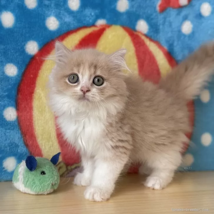 H.K 様のお迎えした子猫