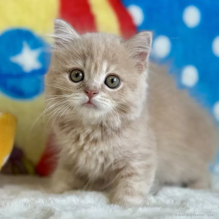 ID：2508-00065の子猫