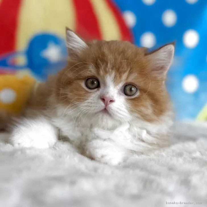 ID：2509-00755の子猫