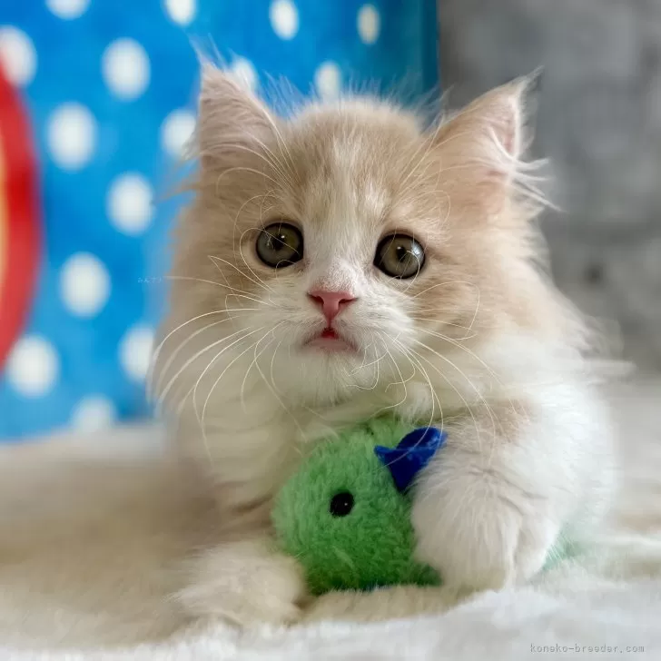 M.Ｉ 様のお迎えした子猫