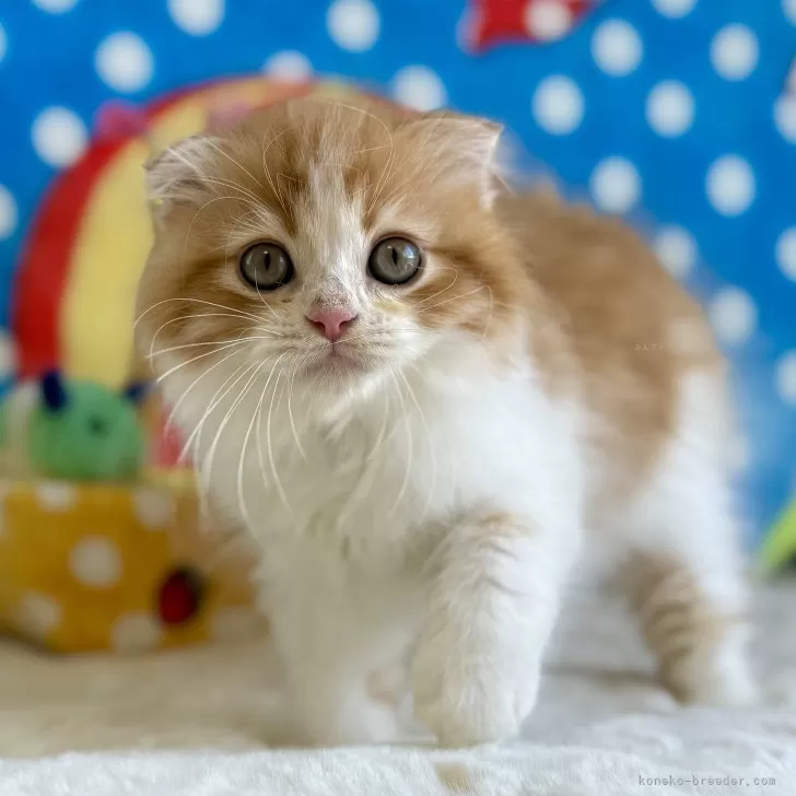 ID:2507-03287の子猫