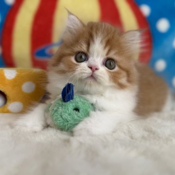 マンチカン(長足)【愛知県・男の子・2025年9月13日・レッド&ホワイト（セミロング）】の写真「アイドル級の可愛さ💕」