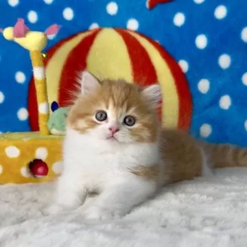 総柄【クニオコレクション】マルチカラーポロシャツ M 猫ちゃん