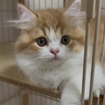 スコティッシュフォールド(立ち耳)【愛知県・男の子・2025年7月26日・レッド&ホワイト（セミロング）】の写真「人懐っこい甘えん坊♡」