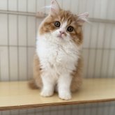 スコティッシュフォールド(立ち耳)