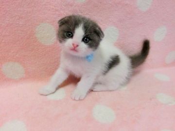 スコティッシュフォールド(折れ耳)【広島県・男の子・2019年1月23日・ブルー&ホワイト（ショート）】の写真「ホワイトの多い男の子です♪」