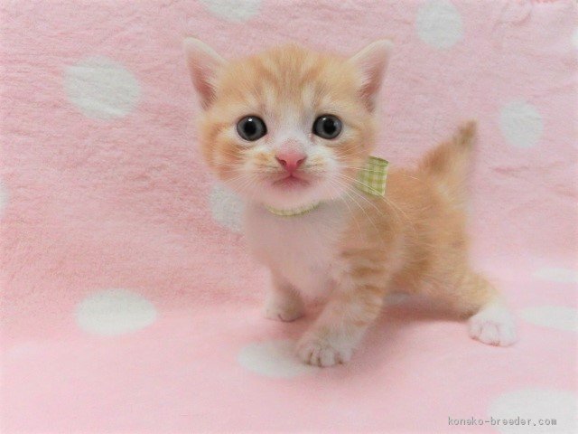 マンチカン生まれました 新名内一枝ブリーダー みんなの子猫ブリーダー