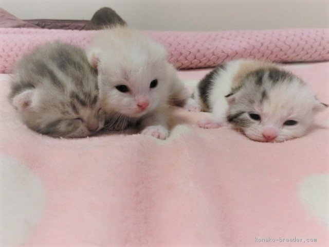 マンチカンの子猫ちゃんたち生まれました 新名内一枝ブリーダー みんなの子猫ブリーダー