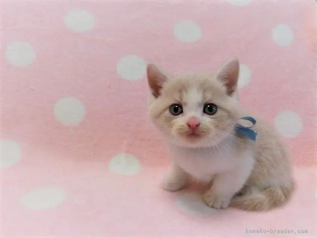 nao 様のお迎えした子猫