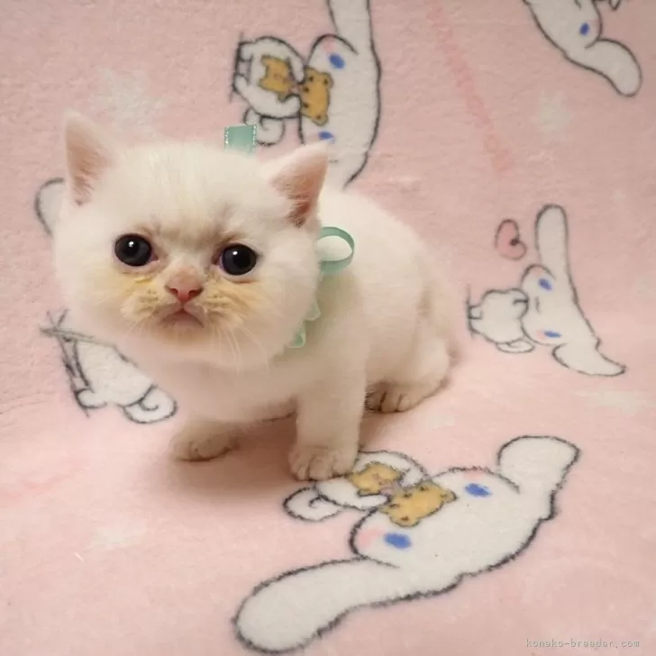 ID：2409-00119の子猫