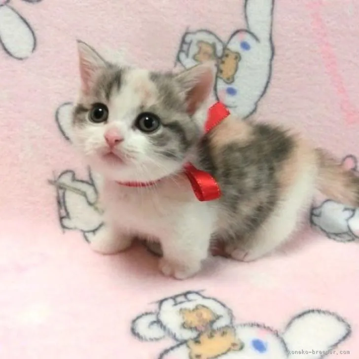 ID:2303-01079の子猫
