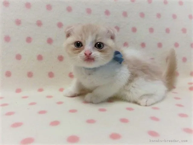 ID:2109-01656の子猫