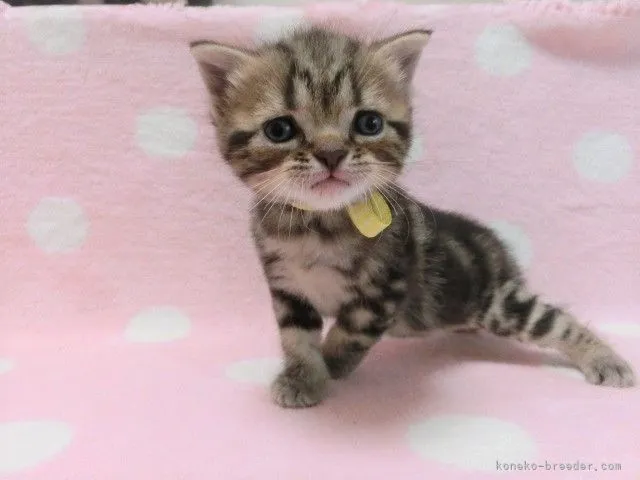 ID:2107-00829の子猫