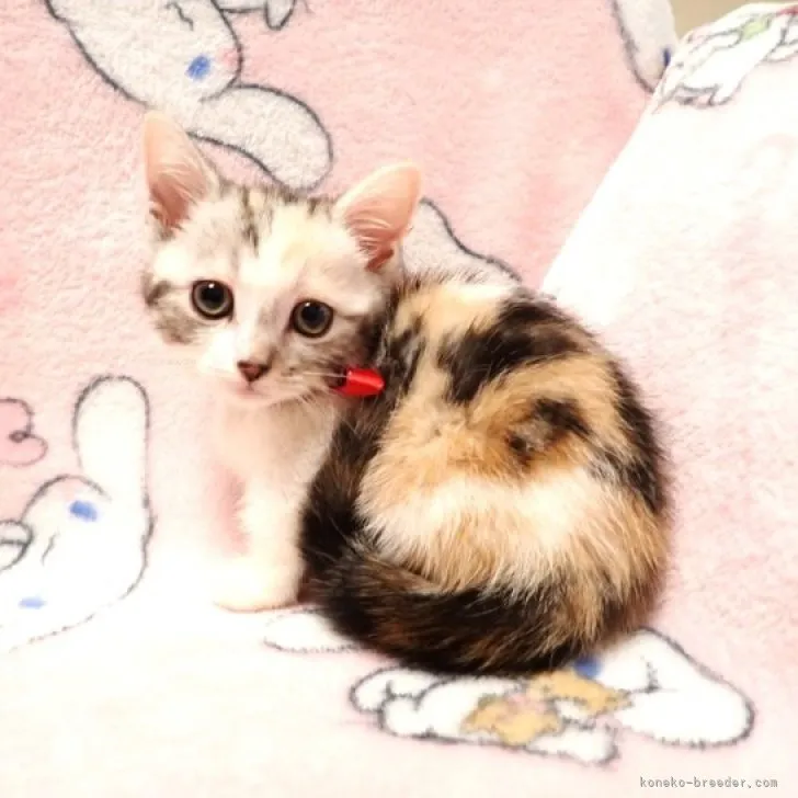 ID：2309-01853の子猫