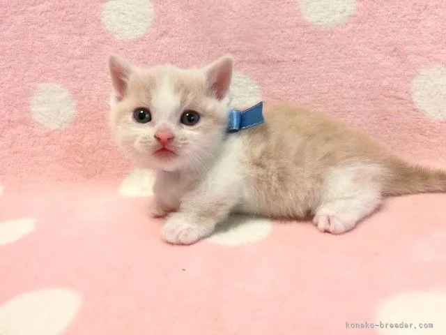 ID：2202-00813の子猫