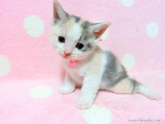 大阪府S 様のお迎えした子猫