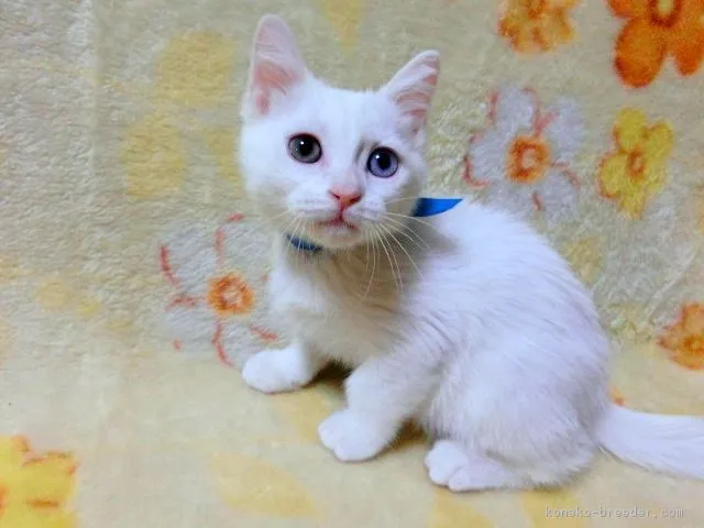 ID：1612-00119の子猫