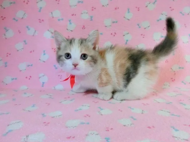 ID：1312-00094の子猫