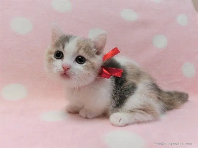 ID:2111-01592の子猫