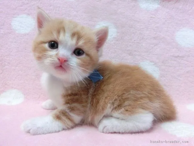 ID：2202-01138の子猫