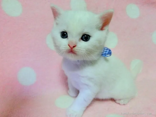 四つ葉のクローバー 様のお迎えした子猫