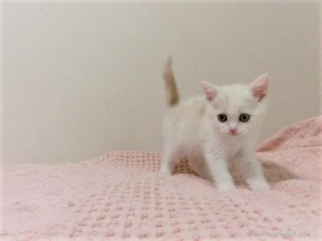 まいこ 様のお迎えした子猫