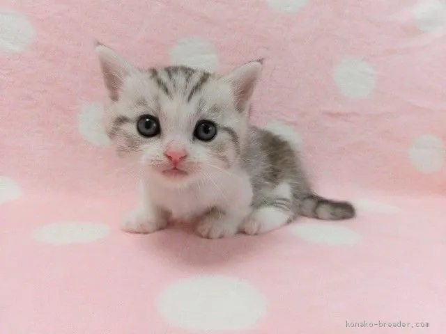 ID:2008-01515の子猫