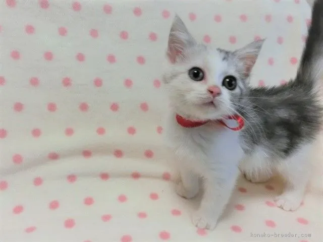 ID：2009-00967の子猫