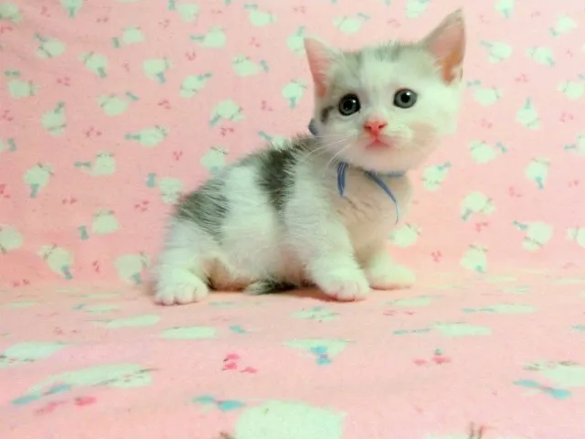 ID：1307-00047の子猫