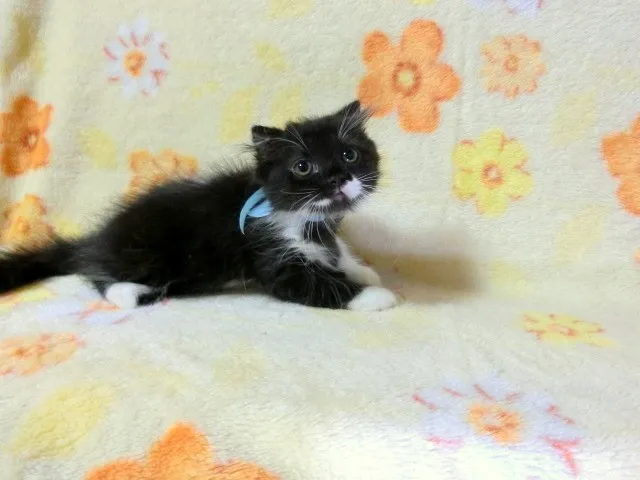 ID：1310-00356の子猫