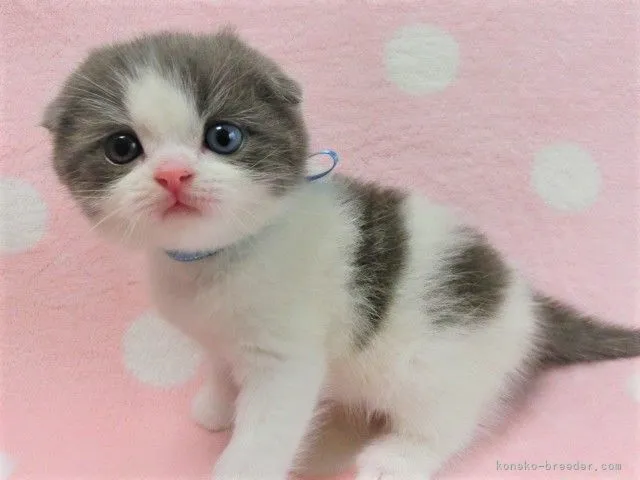 ID：2106-00308の子猫