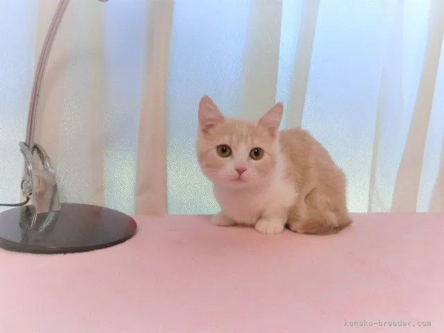 ID:2110-01100の子猫