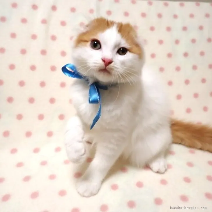 ID：2308-01291の子猫