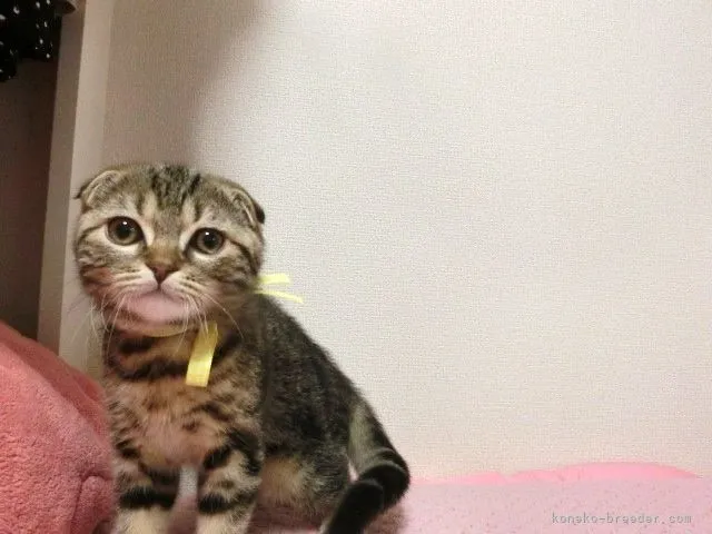 ID：2202-01716の子猫