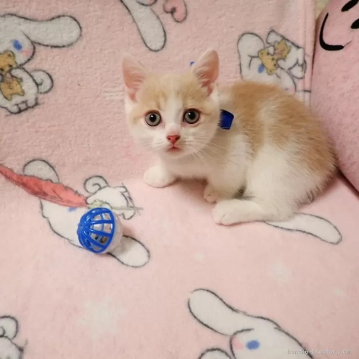 ID:2410-00350の子猫