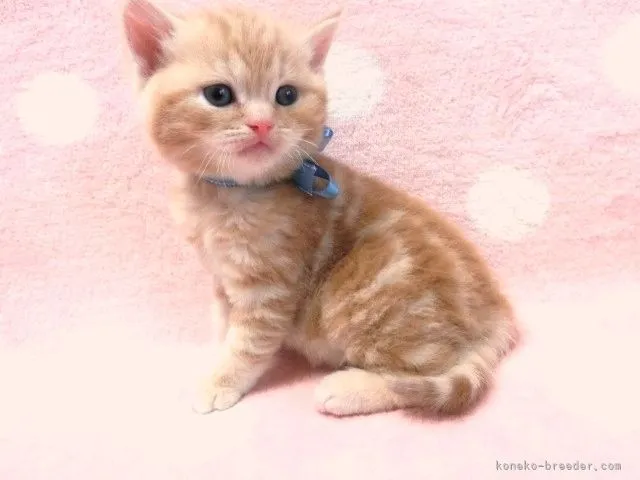 ID:2202-01719の子猫
