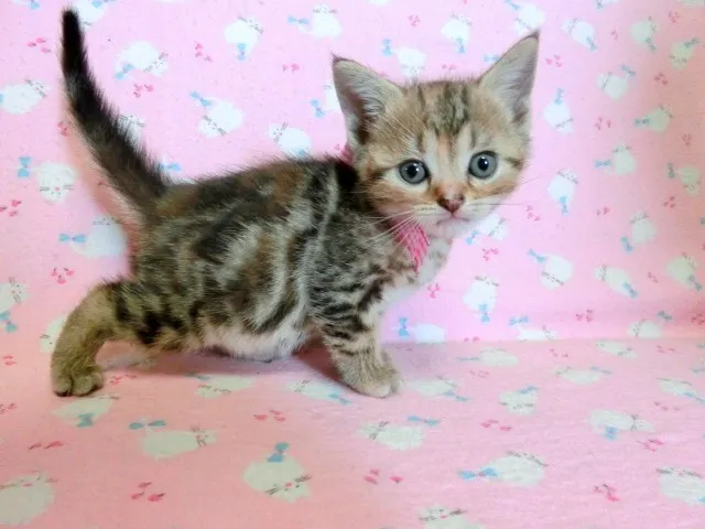 ID:1407-00184の子猫
