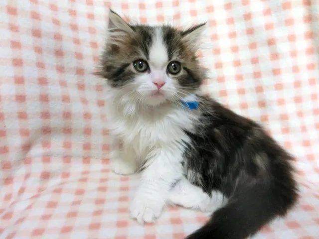 ID：1212-00115の子猫