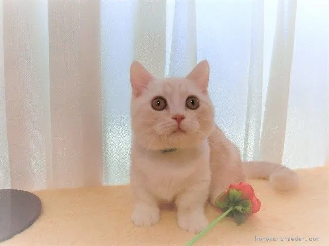 ID:2110-01096の子猫