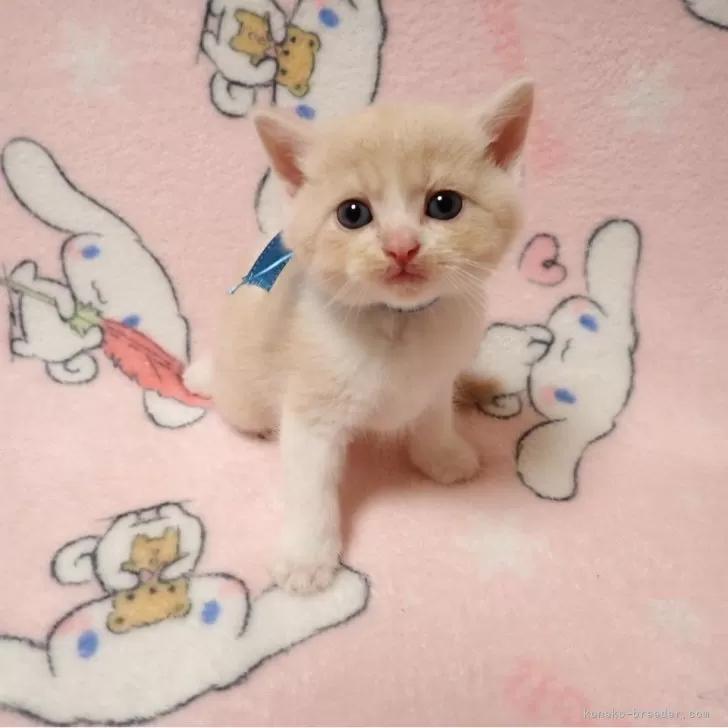 mu 様のお迎えした子猫