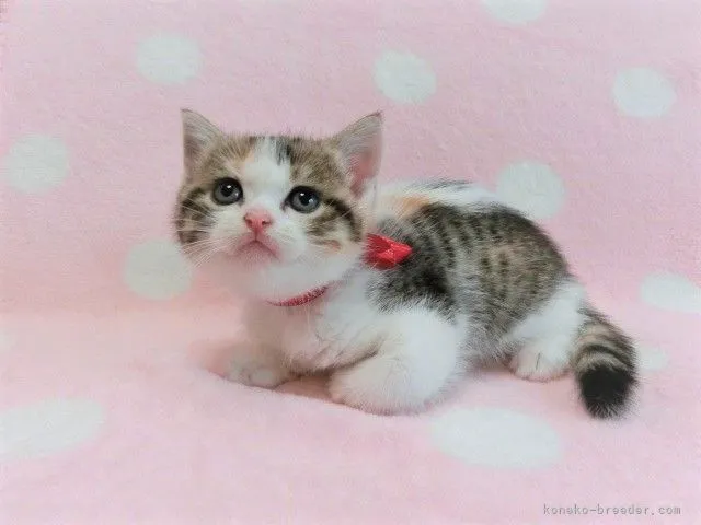 ID:2110-00697の子猫