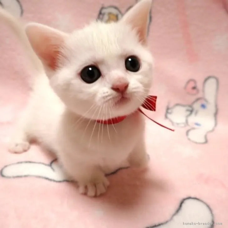 ID：2312-00980の子猫