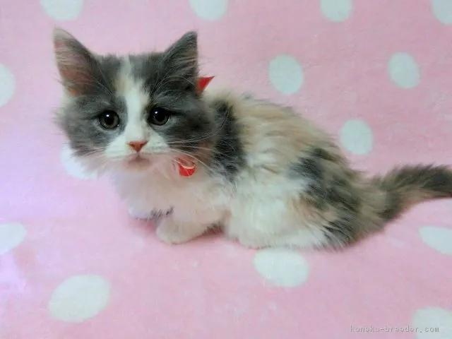 ID：1610-00169の子猫