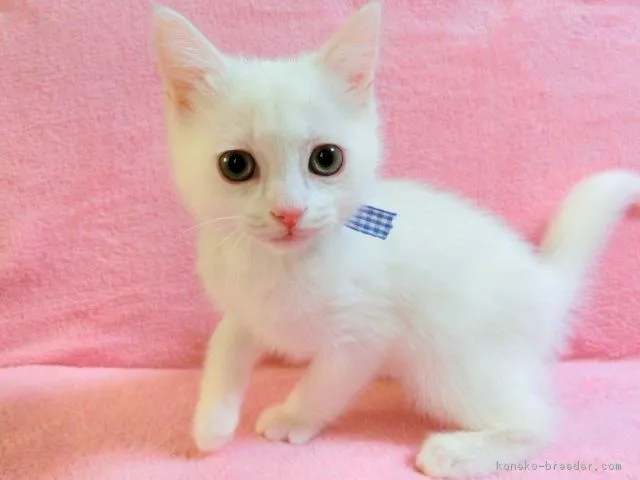 ID：1810-01638の子猫