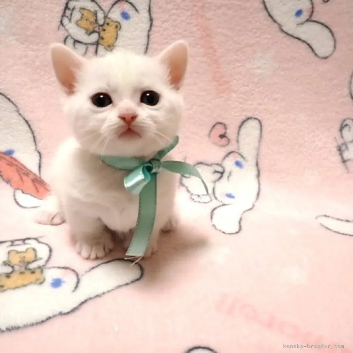 ID:2311-02635の子猫