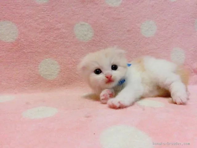 ID：1911-00216の子猫