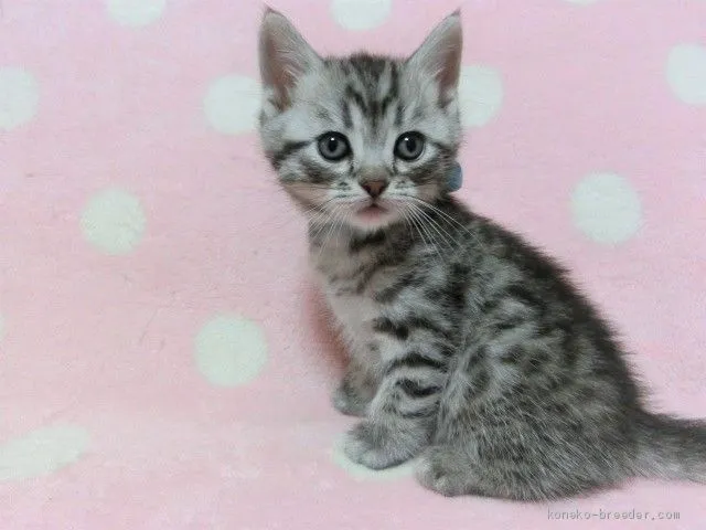 ID:2003-01652の子猫