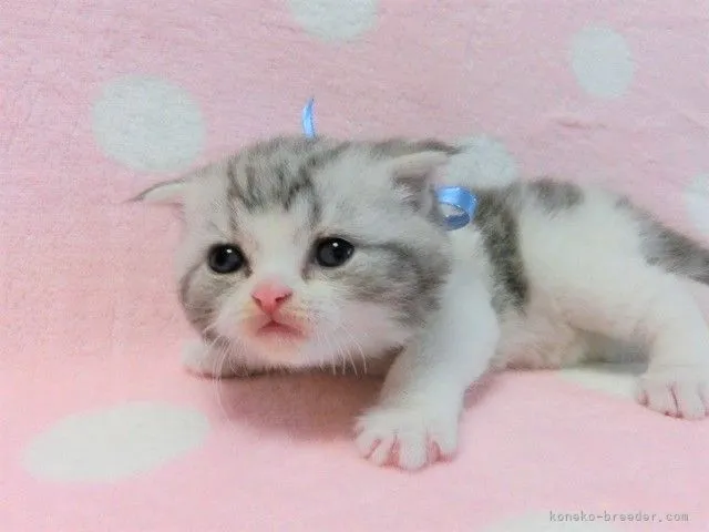 ID：2105-00609の子猫