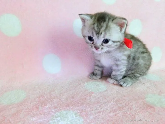 ヨシダ 様のお迎えした子猫