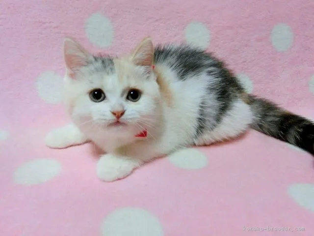 ゆずママ 様のお迎えした子猫
